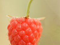 DSC2317  Neen, dit is geen appel!